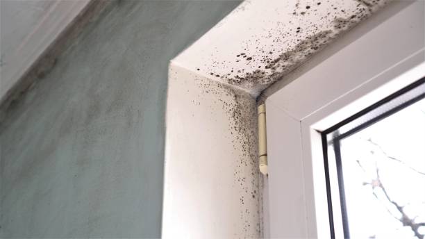Best Post-Flood Mold Remediation in Cheswold, DE
