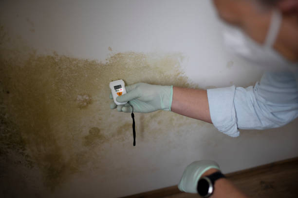 Best Kitchen Mold Remediation in Cheswold, DE